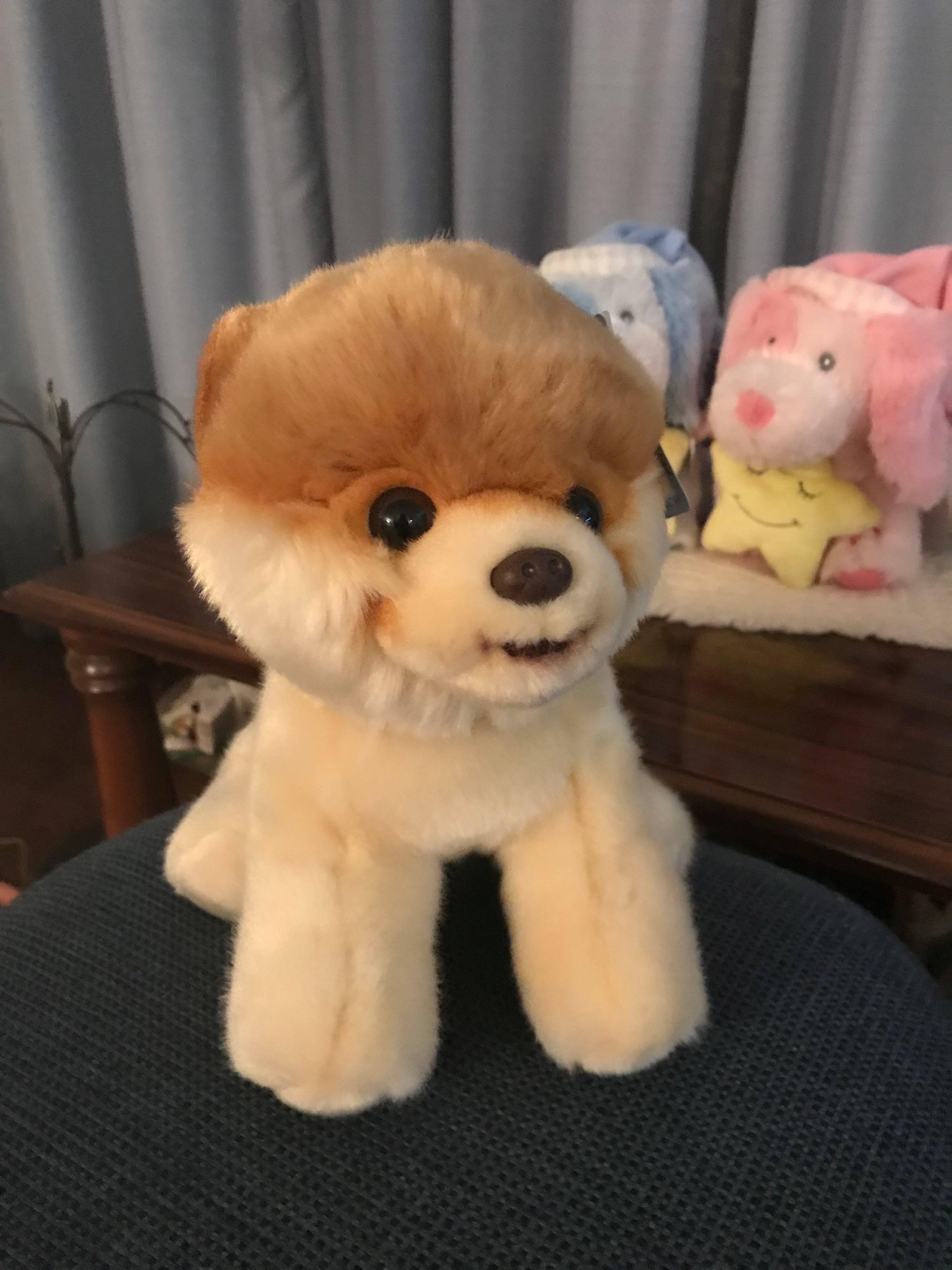 Gund,Boo, the world's cutest dog – Dens and Friends